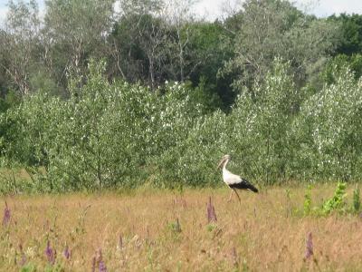 Прикрепленное изображение: IMG_0654.jpg